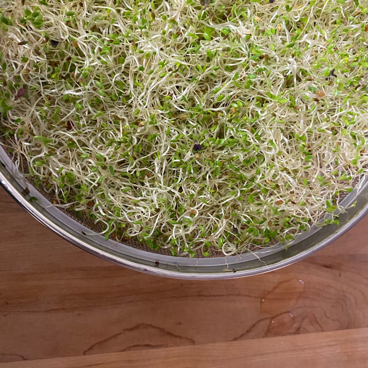 How to Grow Your Own Nutritious Sprouts: Our Favourite&nbsp;Superfood!