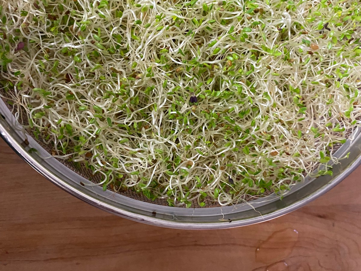 How to Grow Your Own Nutritious Sprouts: Our Favourite&nbsp;Superfood!