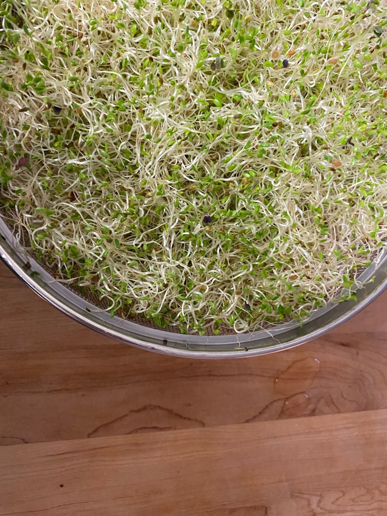 How to Grow Your Own Nutritious Sprouts: Our Favourite&nbsp;Superfood!