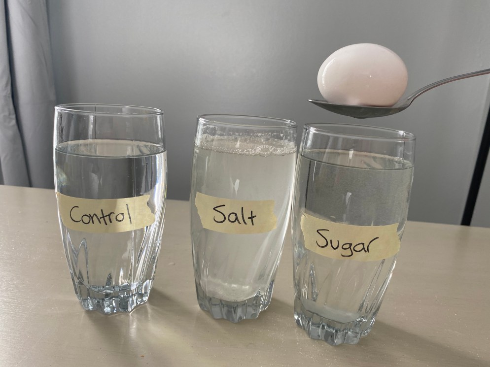 Exploring Salt Water Density: Homeschooling Egg&nbsp;Experiment